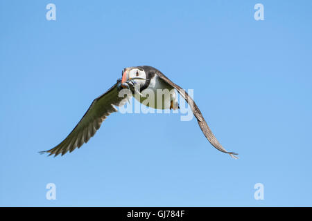 Ein Papageitaucher (Fratercula Arctica) mit einem Schnabel voller Sandaale im Flug gegen blauen Himmel, Farne Inseln, Northumberland, UK Stockfoto