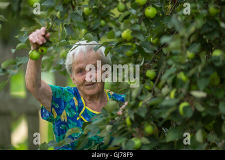 Eine ältere Frau in einer Apfelplantage. Stockfoto