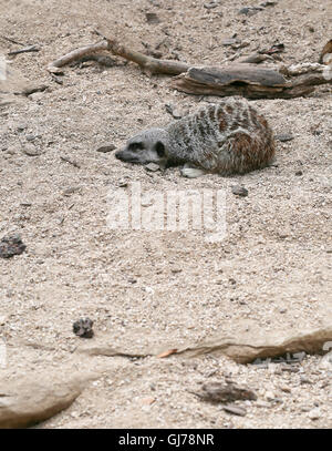 Meerkat Suricata Suricatta schlafen im Zoo Hintergrund mit Steinen Stockfoto