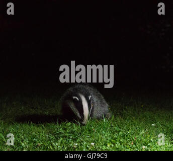 Dachs (meles meles), der in einem substädtischen Garten in Ceshire, Großbritannien, einlandt Stockfoto