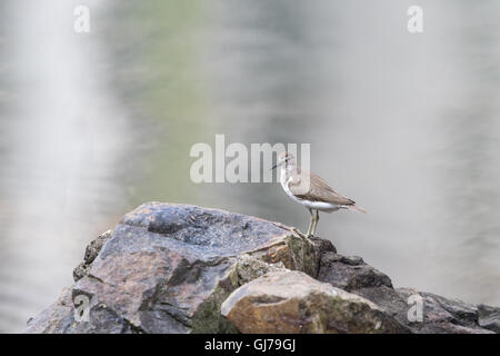 Flussuferläufer (Actitis Hypoleucos) hocken auf Felsen Stockfoto