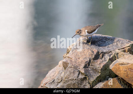 Flussuferläufer (Actitis Hypoleucos) auf der Suche nach Nahrung Stockfoto
