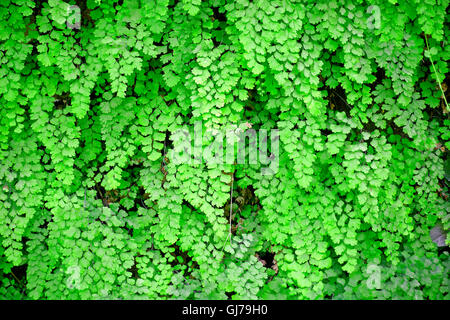 Naturschutzgebiet des argentinischen Flusses Orsomarso Calabria italy.part umfangreiche Grünpflanze auf einer Felswand klettern Stockfoto