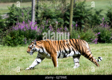 Der sibirische Tiger, auch bekannt als der Amur-Tiger Panthera Tigris Altaica in Woburn Safari Park Bedfordshire, England Stockfoto