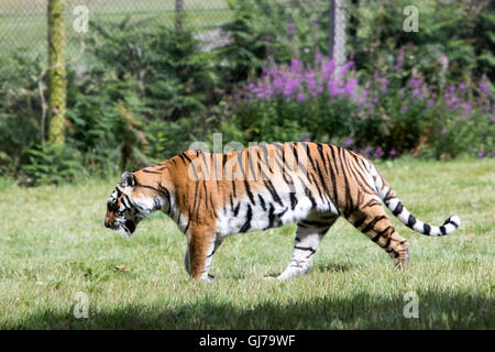 Der sibirische Tiger, auch bekannt als der Amur-Tiger Panthera Tigris Altaica in Woburn Safari Park Bedfordshire, England Stockfoto