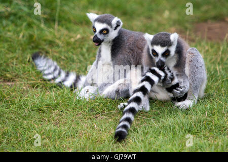 Schwarz-weiß-ruffed Lemur Varecia Variegata in Woburn Safari Park in Woburn, Bedfordshire, England Stockfoto