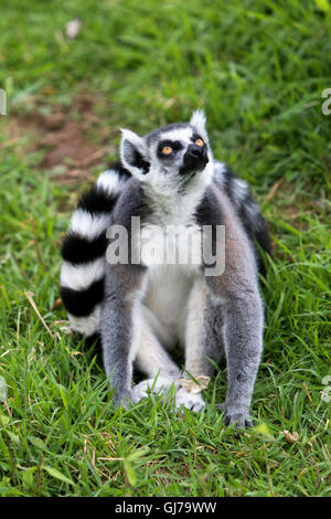 Schwarz-weiß-ruffed Lemur Varecia Variegata in Woburn Safari Park in Woburn, Bedfordshire, England Stockfoto