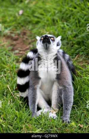 Schwarz-weiß-ruffed Lemur Varecia Variegata in Woburn Safari Park in Woburn, Bedfordshire, England Stockfoto