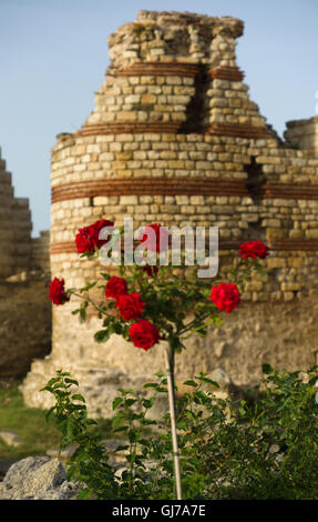 rote Rose auf einem Hintergrund von einer Ziegelmauer Stockfoto