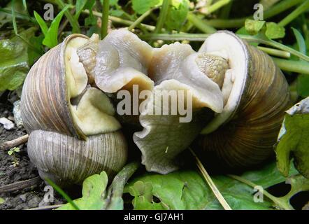 Küss mich, lange, aber langsam, langsam... Schnecken in liebevolle Umarmung... Stockfoto