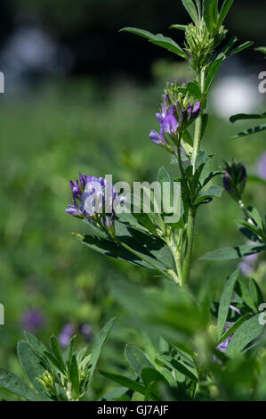 Isolierte Luzerne Blüte. Luzerne, Medicago Sativa, auch genannt Luzern, ist eine mehrjährige blühende Pflanze in der Erbse Familie. Stockfoto