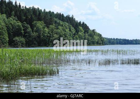 See mit Schilf und Waldbäume gegen den blauen Himmel Stockfoto