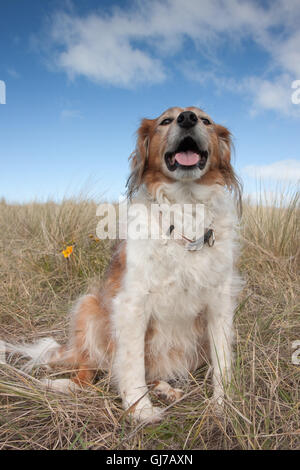 Niedlicher Hund und pensionierter Arbeitshund auf Sanddünen an einem Surfstrand in Gisborne, Neuseeland Stockfoto