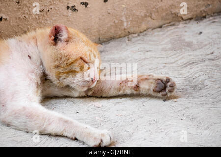 Foto von einem verwundeten und traurig Straßenkatze Stockfoto