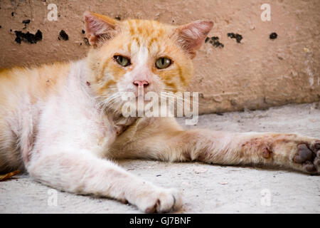 Foto von einem verwundeten und traurig Straßenkatze Stockfoto