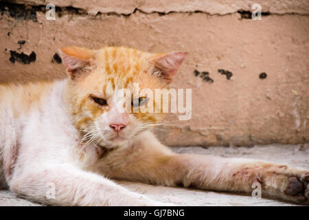 Foto von einem verwundeten und traurig Straßenkatze Stockfoto