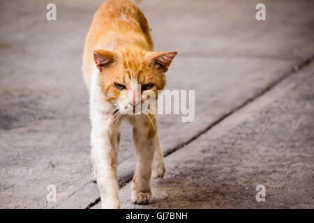 Foto von einem verwundeten und traurig Straßenkatze Stockfoto