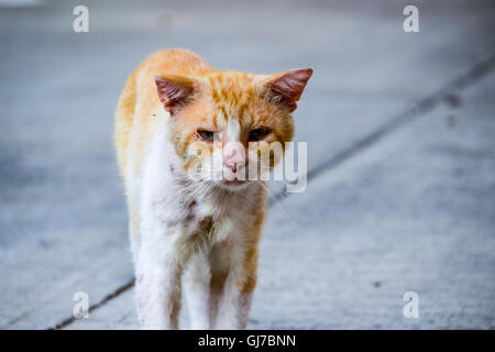 Foto von einem verwundeten und traurig Straßenkatze Stockfoto