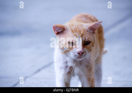 Foto von einem verwundeten und traurig Straßenkatze Stockfoto