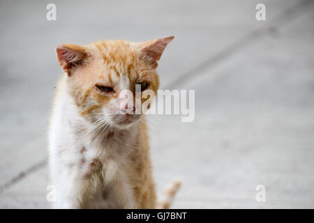 Foto von einem verwundeten und traurig Straßenkatze Stockfoto