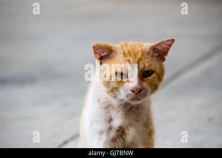 Foto von einem verwundeten und traurig Straßenkatze Stockfoto