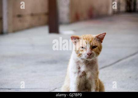 Foto von einem verwundeten und traurig Straßenkatze Stockfoto