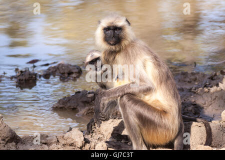 Indischen grau Languren oder Hanuman-Languren-Affen (Semnopithecus Entellus)-Mutter und Baby, starrte auf die Kamera von einem Wasserloch Stockfoto