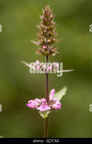 Marsh Woundwort (Niederwendischen Palustris) Blütenstand. Blütenstand der mehrjährige Pflanze mit rosa Blüten, in der Familie Lamiaceae Stockfoto