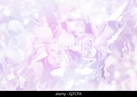 Denerobium Orchideen Garten Hintergrund mit Weichzeichner und Pastell Klangfarbe. Stockfoto