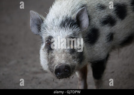 Göttinger Minipig (Sus Scrofa Domesticus) in Decin Zoo in Nordböhmen, Tschechien. Stockfoto