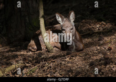 Sibirische Moschushirschen (Moschuss Moschiferus) in Decin Zoo in Nordböhmen, Tschechien. Stockfoto