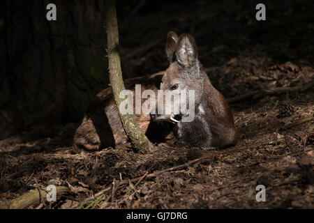 Sibirische Moschushirschen (Moschuss Moschiferus) in Decin Zoo in Nordböhmen, Tschechien. Stockfoto