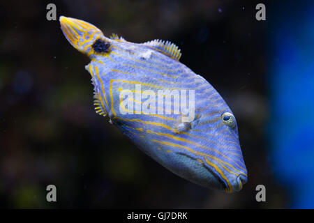 Orange gesäumten Drückerfisch (Balistapus Undulatus). Stockfoto