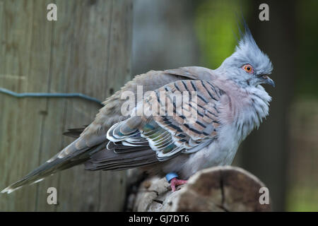 Crested Taube (Ocyphaps Lophotes) in Decin Zoo in Nordböhmen, Tschechien. Stockfoto