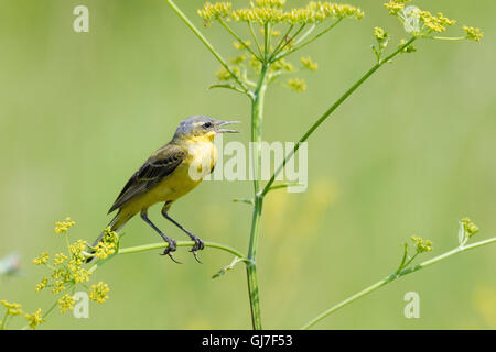 Hocken Sie männliche Schafstelze (Motacilla Flava), im Sommerwiese. In der Nähe von Moskau, Russland Stockfoto