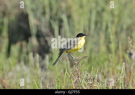 Black-headed Bachstelze (Motacilla Feldegg) hocken im Sommerwiese. Turkei Stockfoto