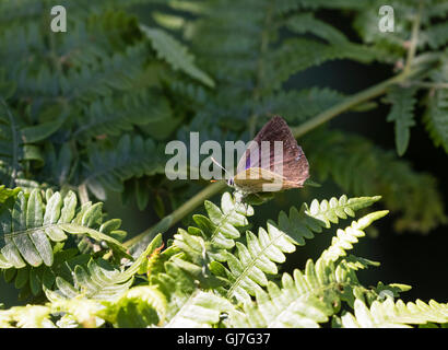 Weibliche lila Zipfelfalter Schmetterling auf Bracken in Heide Reigate, Surrey Stockfoto