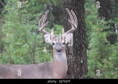 Texas whitetailed Deer männlichen Odocoileus virginianus Buck mit 8 Punkt Geweih mit Samt überzogen Stockfoto