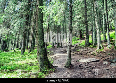 Foto von Wald in Costa, die Route zum Mount Howerla Reisen Stockfoto