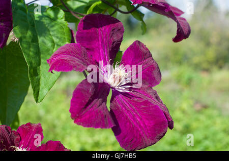 schöne Garten Clematis blühen einen Hintergrund, schön, weinrot, Clematis, Flora, Blumen, Garten, grün, Blumen Pflanzen Stockfoto