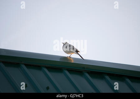 der Vogel sitzt eine Bachstelze auf ein Dach, der Vogel, eine Bachstelze, sitzt auf einem Dach, Vögel, grau mit weißen, eine Farbe Stockfoto