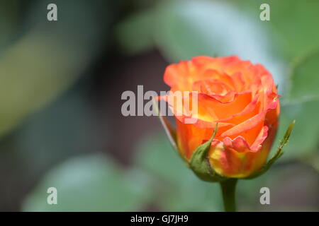 Schöne rose Blume im Garten an einem sonnigen Sommertag Stockfoto