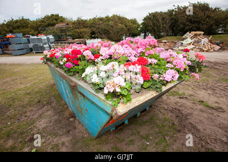 Ein ungewöhnlich groß angelegte Pflanzung von Sommerblumen, mit Geranien für eine blaue Metallbauer überspringen, Southport, UK Stockfoto