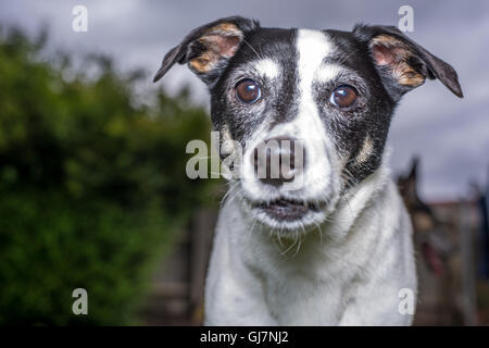 ein Jack Russell spielt in einem Garten Stockfoto