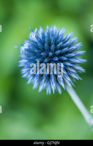 Globe Thistle-Werk in den wilden Jahrbüchern, Biennalen Stockfoto