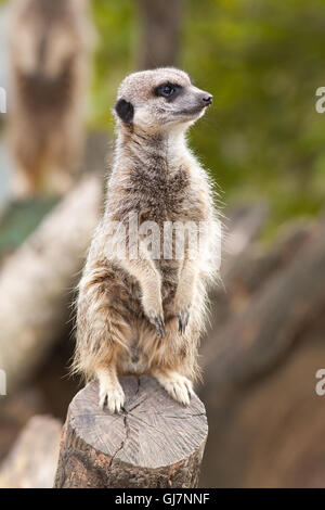 Erdmännchen oder Suricate (Suricata Suricatta). Stockfoto