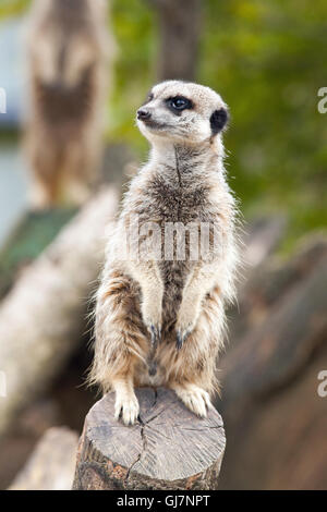 Erdmännchen oder Suricate (Suricata Suricatta). Stockfoto
