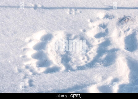 Fußabdruck im Schnee Stockfoto