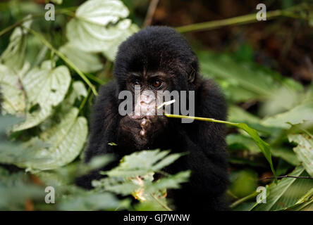 Baby Gorilla (Gorilla Beringei Beringei) Fütterung. Undurchdringliche Bwindi Nationalpark, Uganda Stockfoto