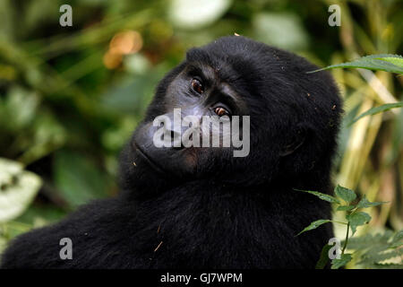 Berggorillas (Gorilla Beringei Beringei) in Bwindi Impenetrable National Park, Uganda Stockfoto